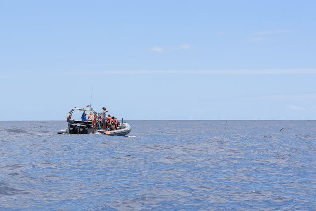 Doen op Madeira: dolfijnen spotten