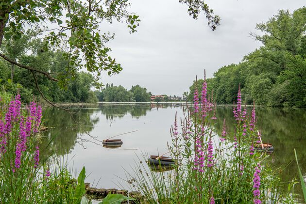 Hier kun je tal van vogelsoorten spotten