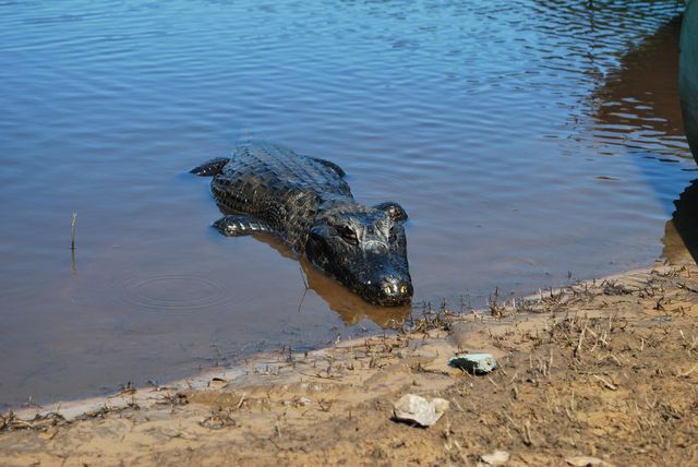 Zwemmen met kaaimannen kan hier in de Pantanal, ze zijn ongevaarlijk