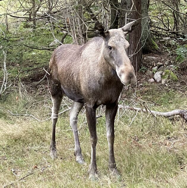 Elandenpark smaland