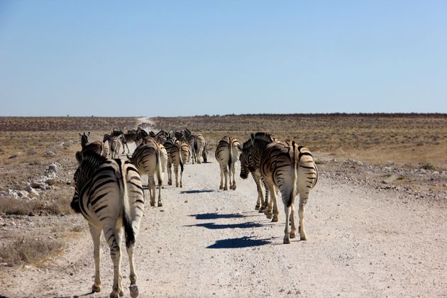 Zebra`s in Etosha NP