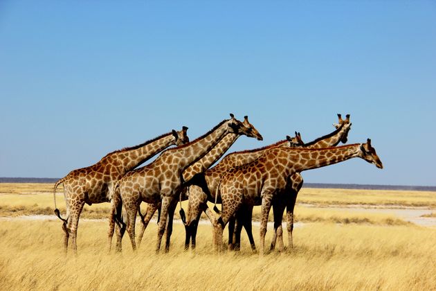 Schitterende dieren waar je uren naar kunt kijken