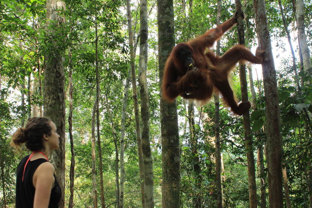 IMG_1Bukit Lawang!6213