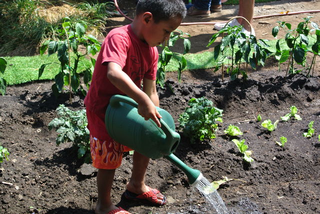 De kinderen helpen hard mee in de moestuin