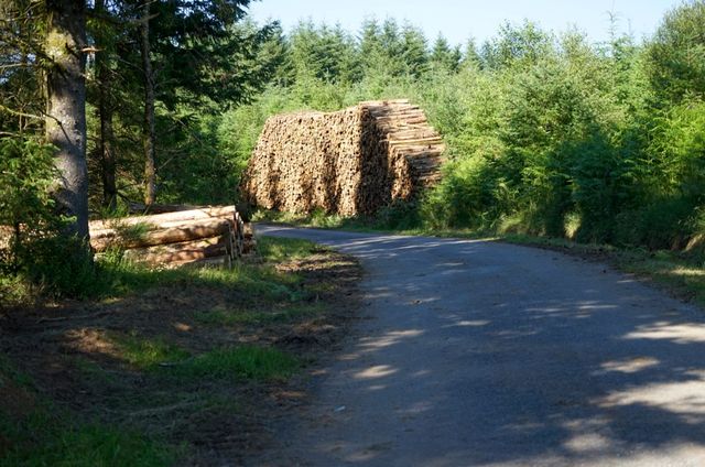 Dennenbomen en hout bepalen het beeld van een groot deel van de Corr\u00e8ze 