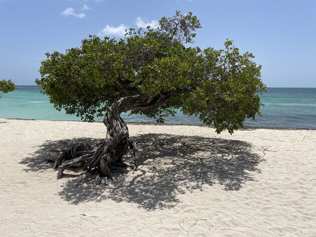 De beroemde fofoti van Eagle Beach