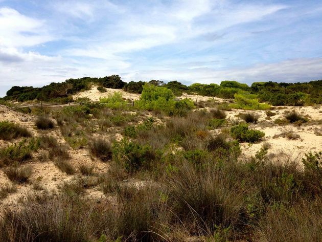 Formentera is prachtig, zeker in het groene duingebied