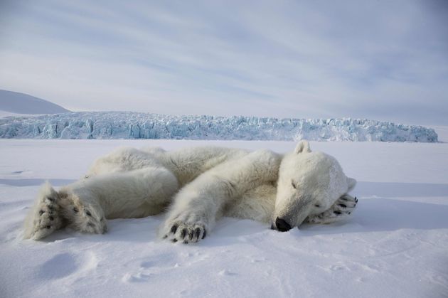 Een van de foto`s die wildlife fotograaf Brutus \u00d6stling maakte