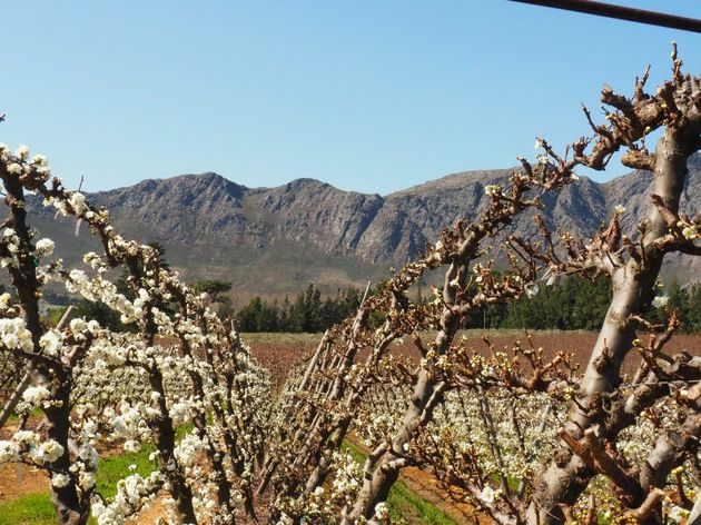 Franschhoek ligt in een prachtig groene vallei