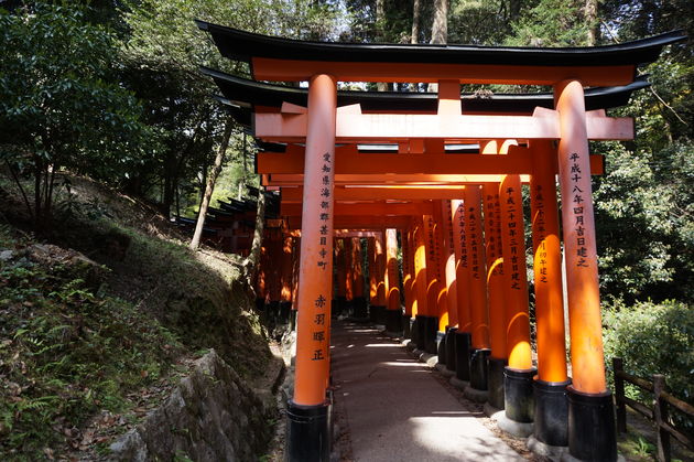 Ontelbare rode torii