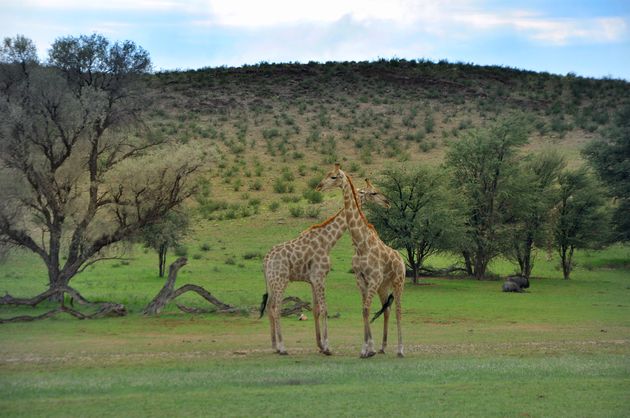 `s morgens vroeg spotten we een groepje giraffen