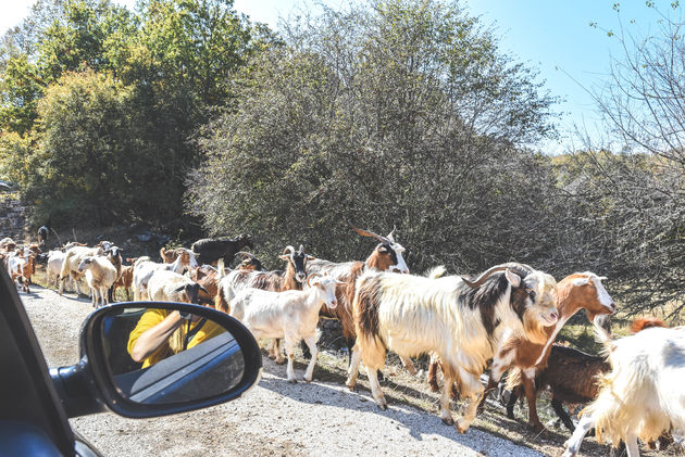 Dieren op de weg is in Noord-Griekenland heel normaal