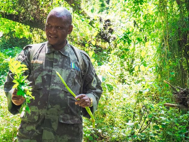 Gids Fidel Nsengiyuma neemt ons vandaag mee naar gorillafamilie Isimbi op de Karisimbi berg.