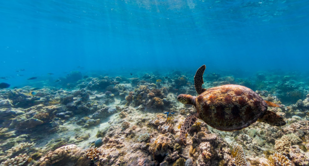 great-barrier-reef