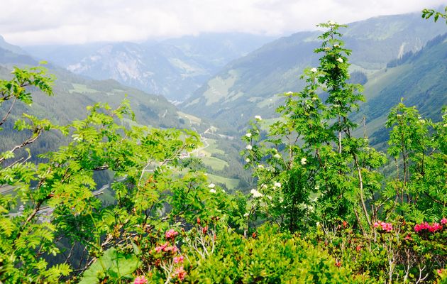 Zo groen is het Gro\u00dfes Walsertal in de zomer