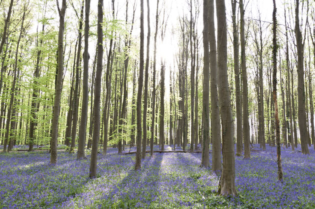 De zon komt tussen de bomen van het Hallerbos door