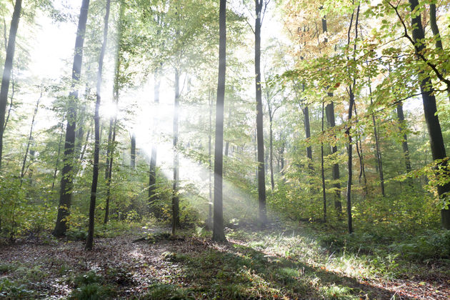 De kleuren van de bomen in de herfst zijn schitterend