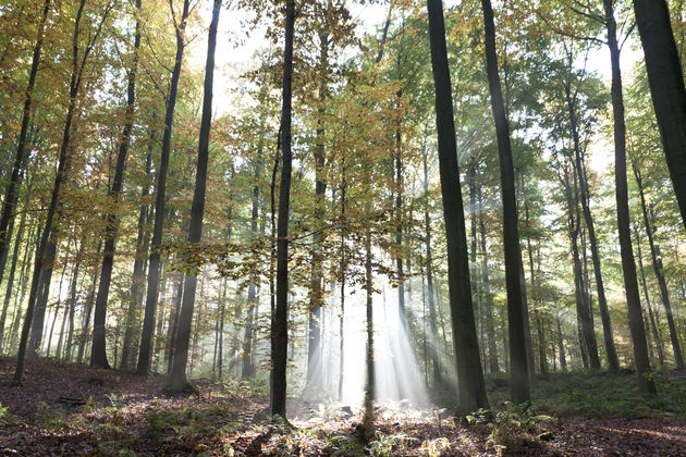 Zonnestralen tussen de bomen door