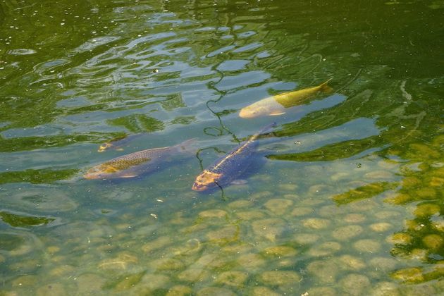 Hasselt_Japanse_tuin_koi_karpers