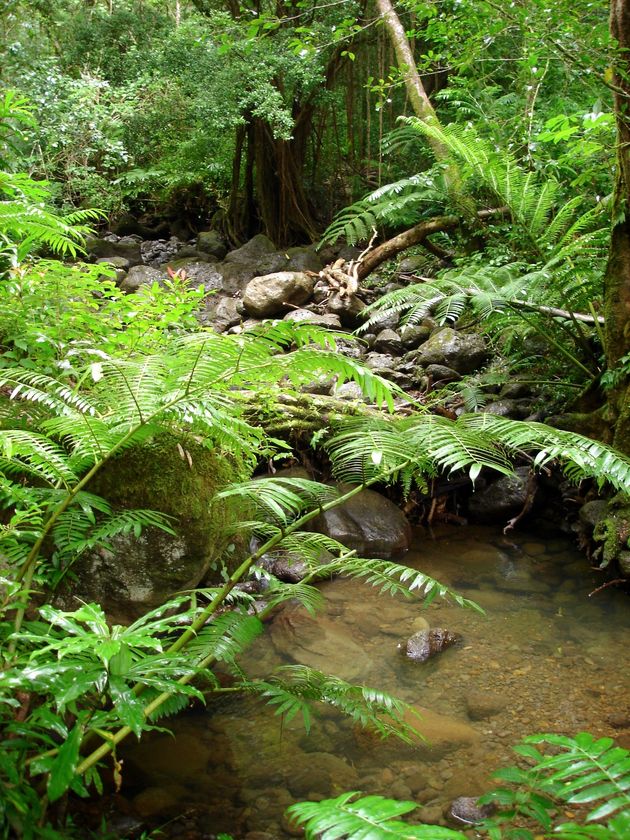 Manoa Falls