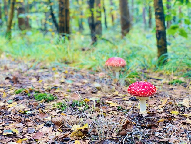 Maak een herfstwandeling in de mooiste natuurgebieden van Nederland