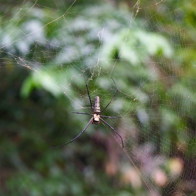 We spotten honderden insecten en spinnen