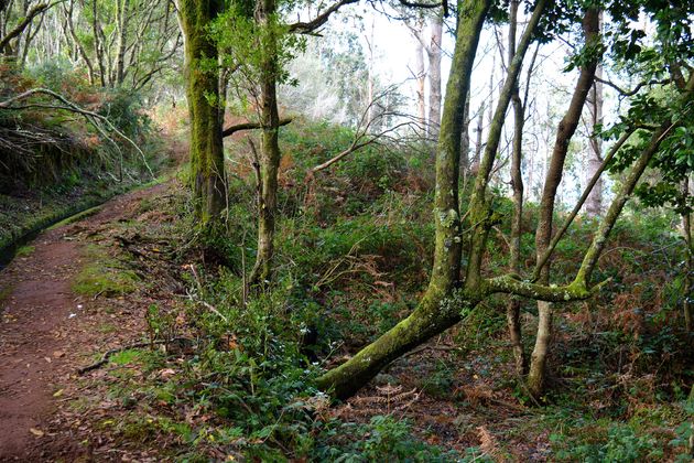 Doen: hiken op Madeira