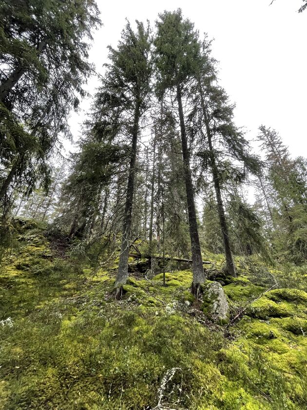 Met mos begroeide grond en uitgestrekte bossen