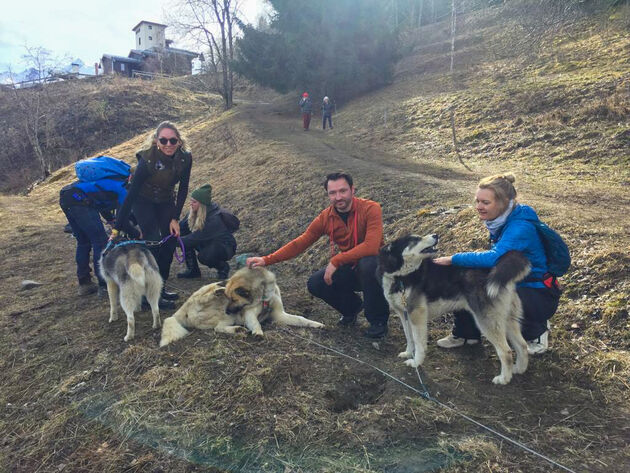 De groep van zes honden bestaat uit verschillende rassen waaronder de Huski