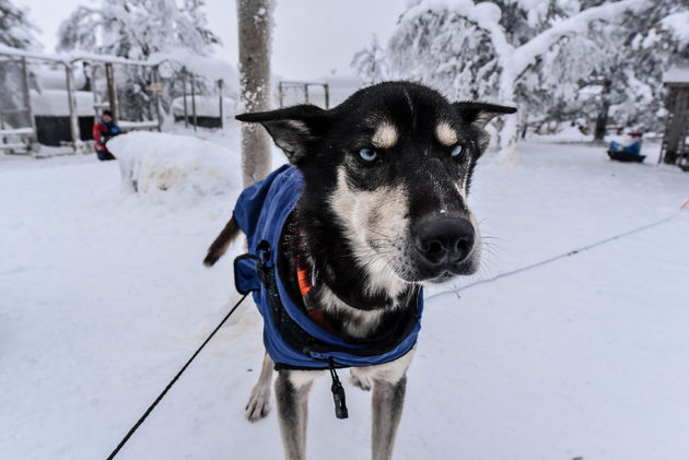 Deze husky is klaar voor een safari