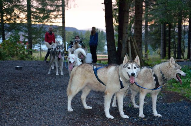 Maak een huskytocht