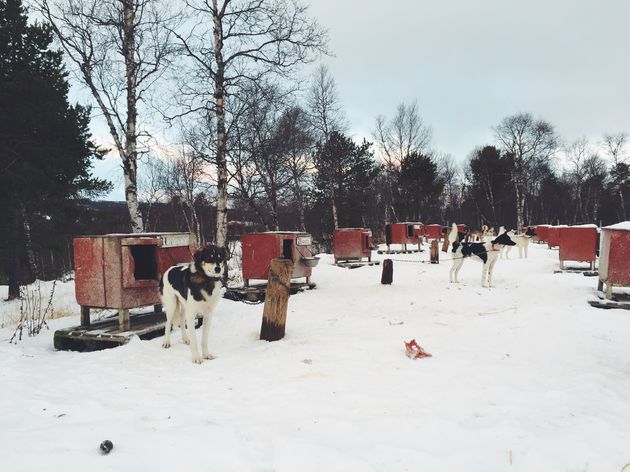 De husky`s wachten hier nog braaf tot ze mogen vertrekken