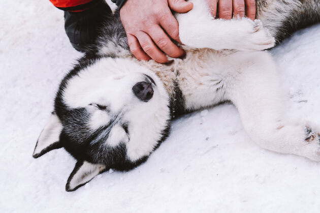 <em>Knuffelen met husky`s: dit wil je doen!<\/em>