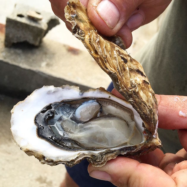 Oesters uit Oleron zijn echt het `lekkerst`