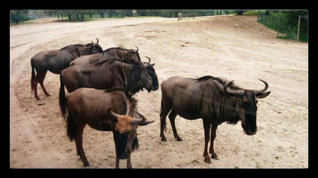 Gnoes staan gewoon soms lekker in de weg