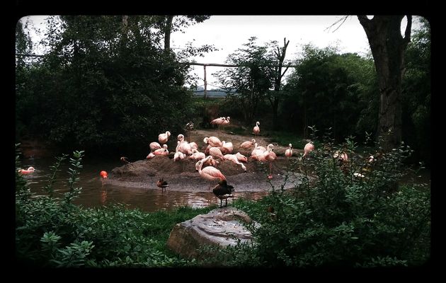 Roze kan heel erg roze zijn als je veel flamingo`s ziet.