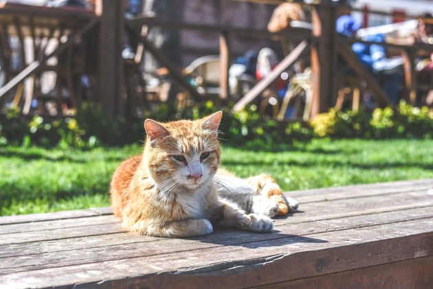 Vlakbij de Blauwe Moskee ligt deze rode kat lekker te zonnen