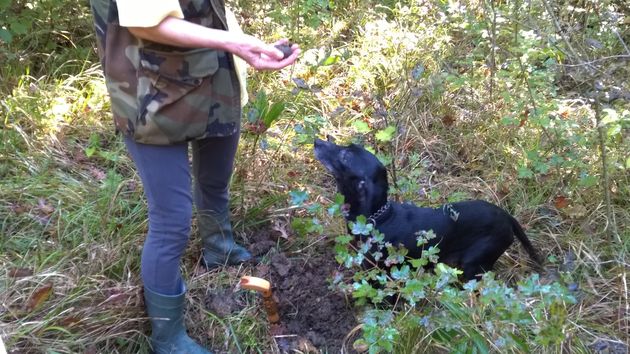 Truffels zoeken met een truffelhond: must do in Istri\u00eb!