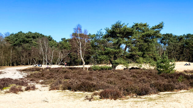 Wandel over de Kalmthoutse Heide, die deels in Belgi\u00eb ligt