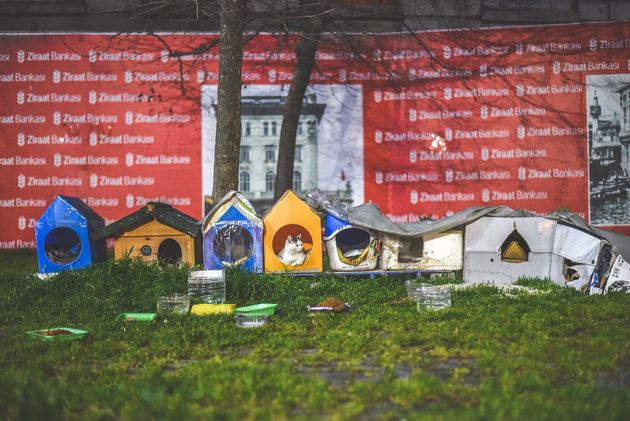 Zo lief: de inwoners hebben huisjes voor de katten weggezet waar ze de nacht kunnen doorbrengen