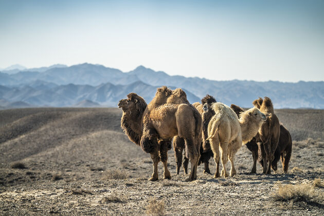 Kamelen bovenop de rotsen van het Altyn Emel National Park