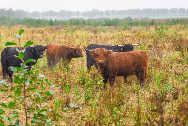 Schotse Hooglanders in Grenspark Kempen-Broek