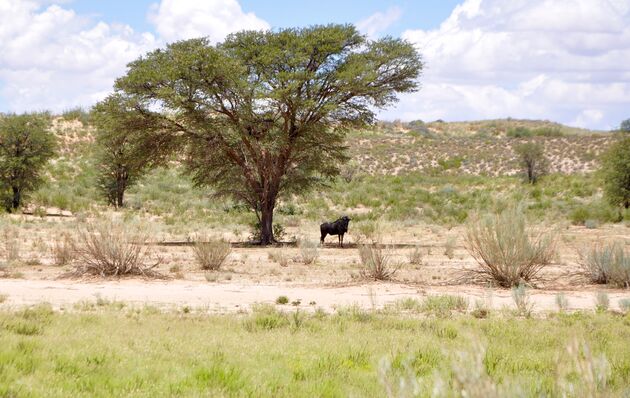 Zo mooi: rijden door Kgalagadi Transfrontier Park