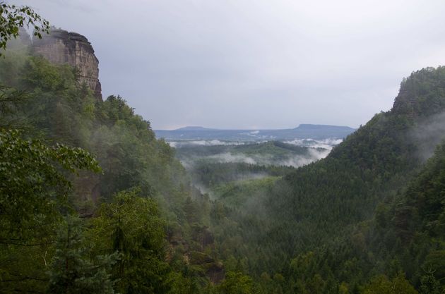 Mist in de bossen, een magisch gezicht!