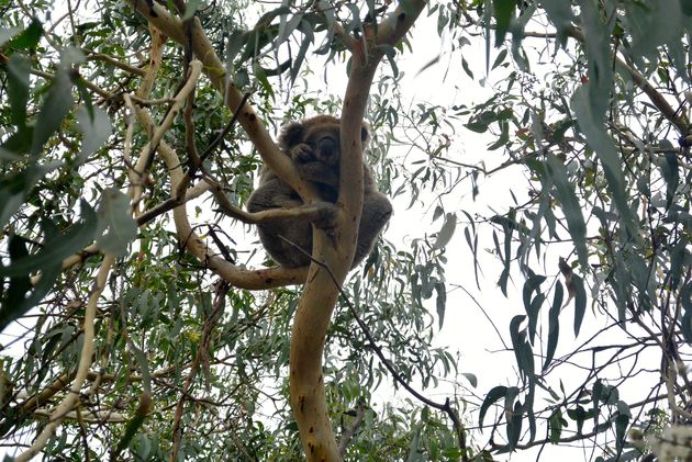 Yes, koala`s gespot!