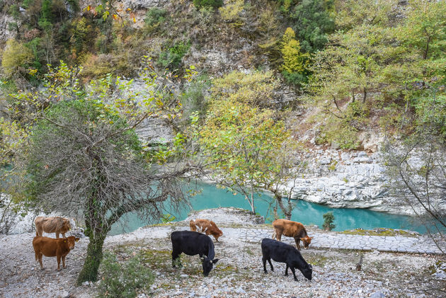 Kijk hoe helder blauw het water van de Arachthos rivier is