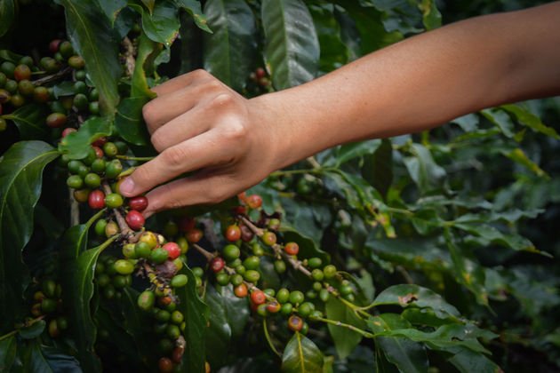 We krijgen een rondleiding en leren meer over het koffieproces