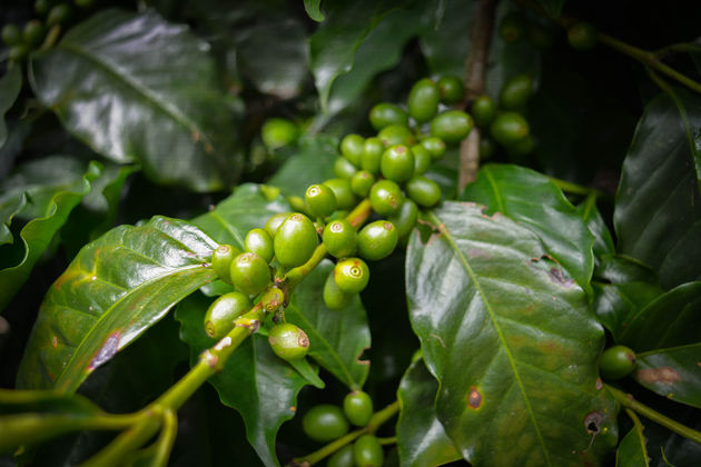 Deze koffiebonen vormen de basis van heerlijke koffie!