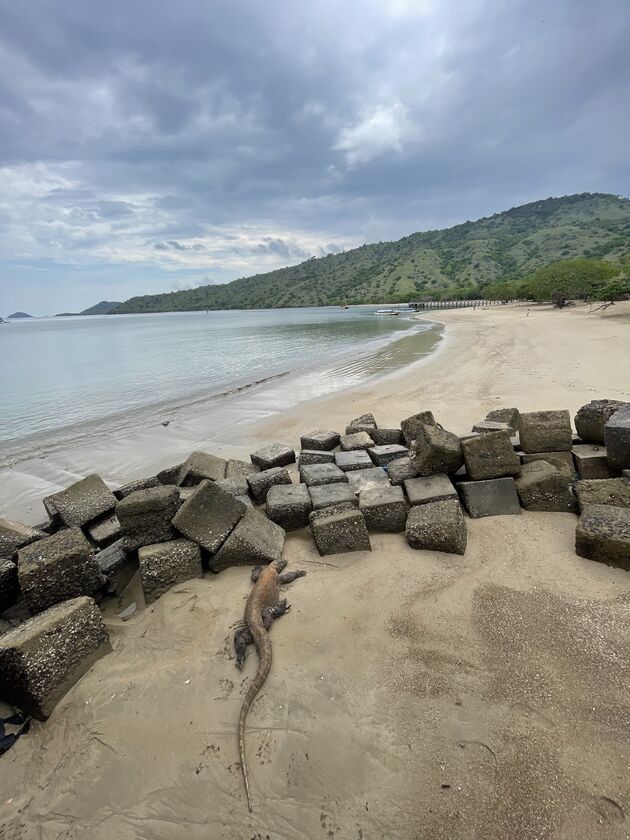 <em>De kans is groot dat je de komodovaraan spot op je trip naar de Komodo eilanden.<\/em>