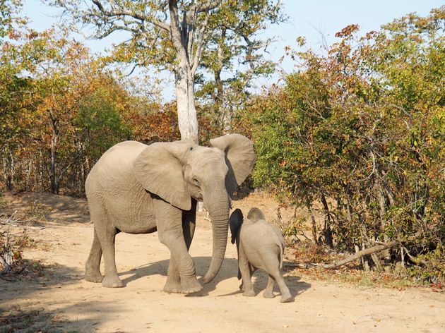 Spot the Big Five in het Krugerpark